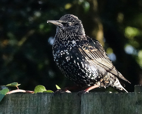 starling